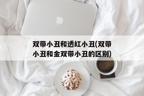 双带小丑和透红小丑(双带小丑和金双带小丑的区别)