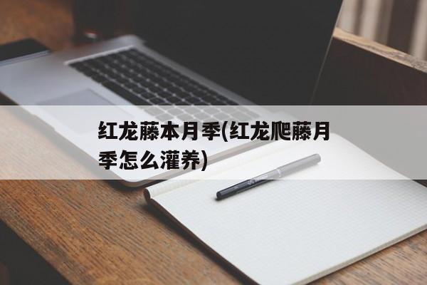 红龙藤本月季(红龙爬藤月季怎么灌养)